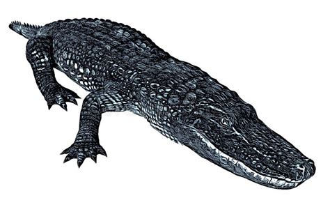 Sketch Of Alligator Isolated On A White Background Stock Illustration ...