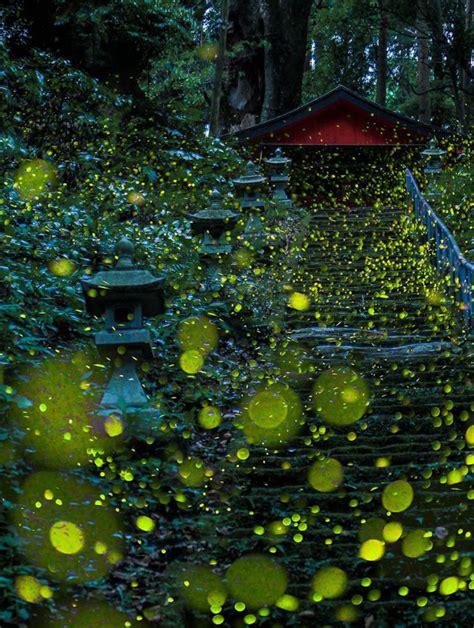 Skilled Photographers Capture Japan's Gorgeous Summer Firefly Phenomenon