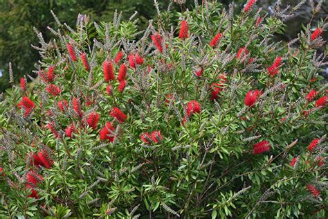 How To Grow Bottlebrush Tips And Care Guide Seasol