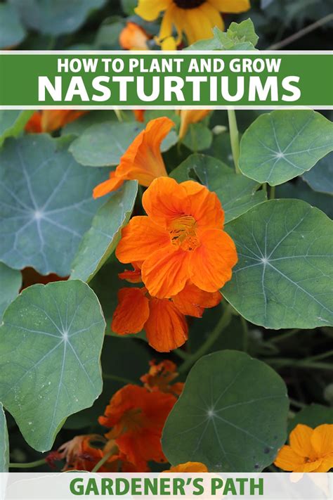 How To Plant And Grow Nasturtium Flowers Gardener’s Path