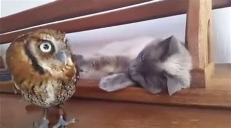 This Cat Plays With An Owl Friend Kpopstarz