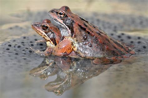 Por qué cantan las ranas Mis animales