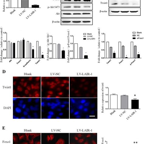 Lair Overexpression Inhibits Hos Cell Migration A Representative