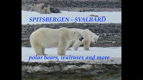 Cruise Best Of Spitsbergen Svalbard Quark Expeditions Polar Bears