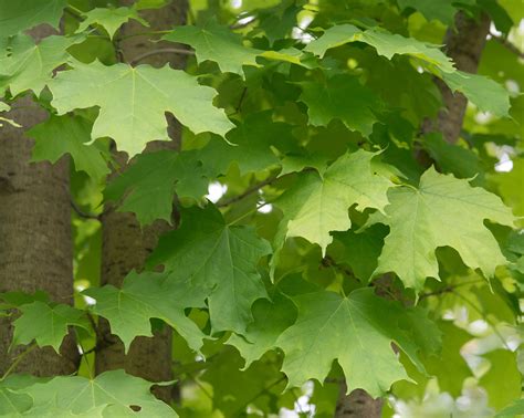 Acer Saccharum Sugar Maple 27460114451 Dusil Design And Landscape Inc