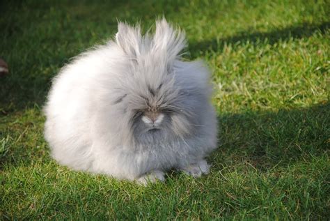 Nos Amis Les Lapins Nains Les Différentes Races De Lapins