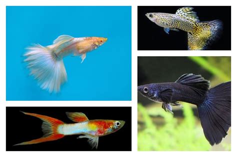 Rare Guppy Breeds That You Have to Check Out - Build Your Aquarium