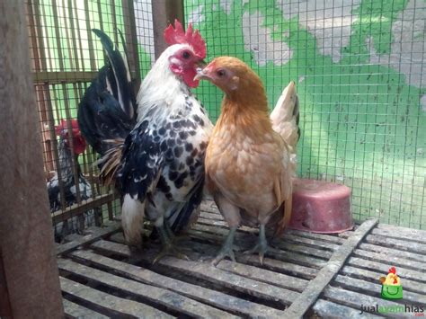 Galeri Foto Ayam Serama