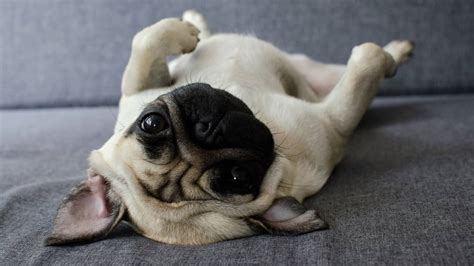 Dog Rolls Over On Back When Approached 7 Most Common Reasons Pug Friend