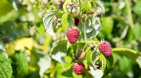 21 Best Raspberry Varieties For Home Gardens