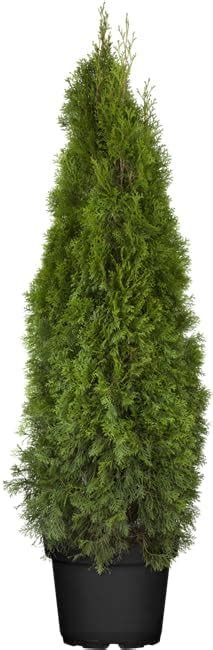 Thuja Occidentalis Smaragd Cm Lebensbaum Immergr N