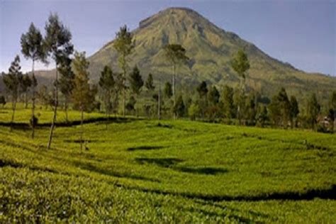 Mau Ke Dieng Mampir Dulu Ke Kebun Teh Tambi Wonosobo