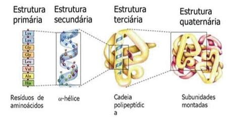 Funcoes Das Proteinas - O que são as PROTEÍNAS? - Estrutura, Funções, Classificações e Síntese ...