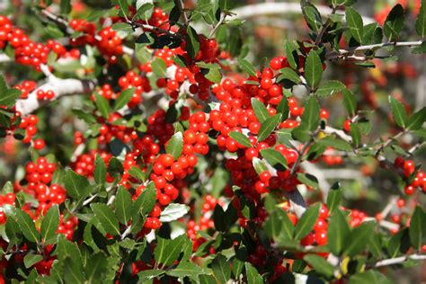 Medium Image Of Yaupon Holly Red Berries Aces Bruce Dupr Flickr