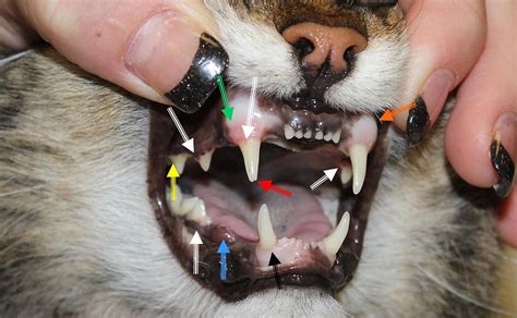 Dental Disease In Cats North County Cat Hospital