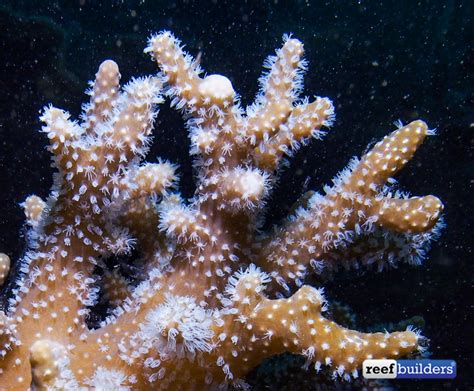 How To Care For Soft Corals Reef Builders The Reef And Saltwater Aquarium Blog