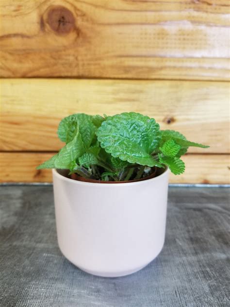 Pilea Creeping Charlie 2 Plant — The Plant Farm®