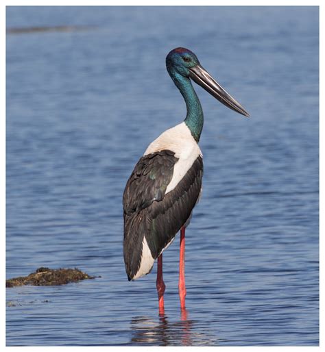 Jabiru Black Necked Stork Ephippiorynchus Asiatica Ma Flickr