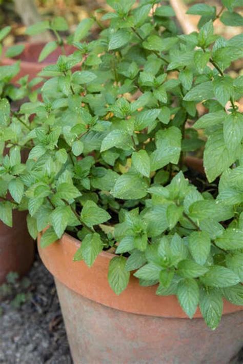 Plantes Anti Moustique Avoir Chez Soi En