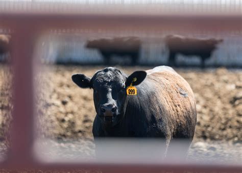 Ropes, chutes, or darts? How to safely treat sick cattle on pasture