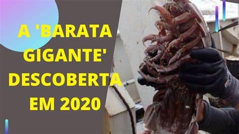 A BARATA GIGANTE DESCOBERTA EM 2020 EM ÁGUAS PROFUNDAS YouTube