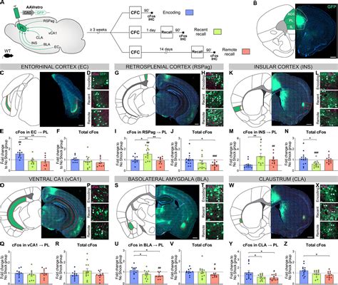 Brain Wide Screen Of Prelimbic Cortex Inputs Reveals A Functional Shift