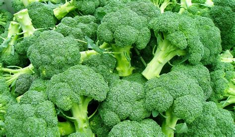 Broccoli Cultivation Farming Planting Care Harvesting A Complete Guide