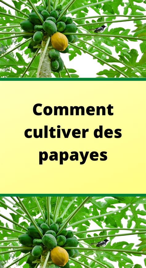 Comment Cultiver Des Papayes Comment Planter Plantation Permaculture