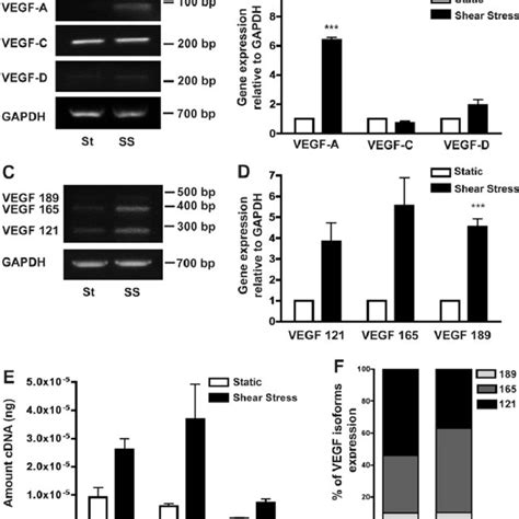 Shear Stress Induced VEGF A Expression Is Mediated By KLF2 A