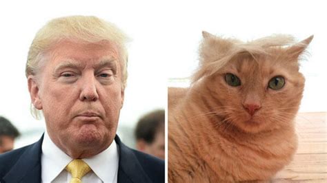 21 Things That Look Exactly Like Donald Trump