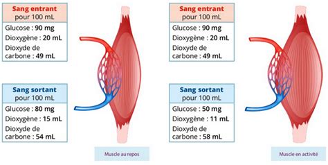 S Ance Le Syst Me Musculaire S Rie D Exercices Alloschool