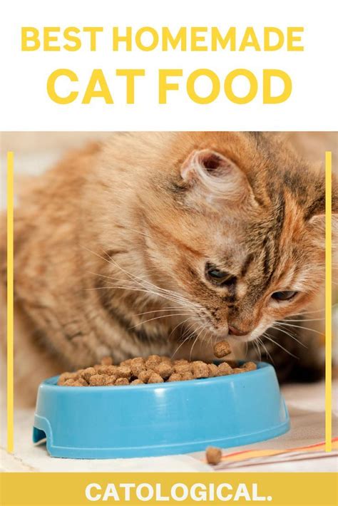 Best Homemade Cat Food Recipes Raw Or Cooked Make Your Own