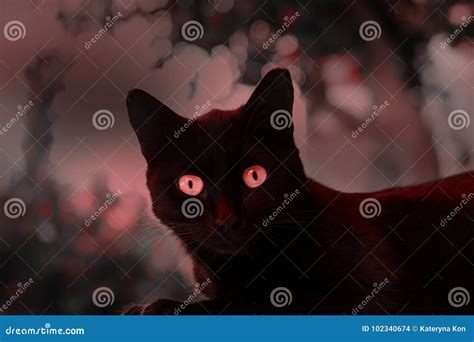 Halloween Black Cat With Red Eyes Stock Photo Image Of Alone