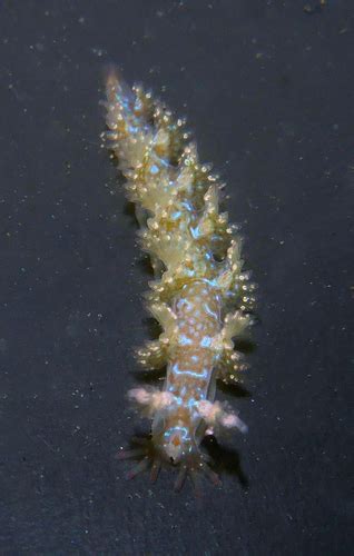 Hancock S Nudibranch Nudibranchs And Other Sea Slugs Of California