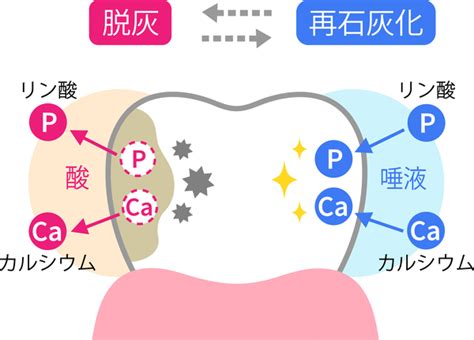 唾液の驚くべき効果と口腔内の健康への重要性｜京橋・銀座の歯医者 京橋 銀座みらい歯科｜京橋駅直結