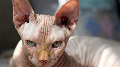 Tutto Sul Gatto Sphynx Carattere Temperamento E Come Prendersene Cura