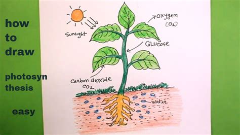 Easy Photosynthesis Drawing - How To Draw Photosynthesis/draw ...