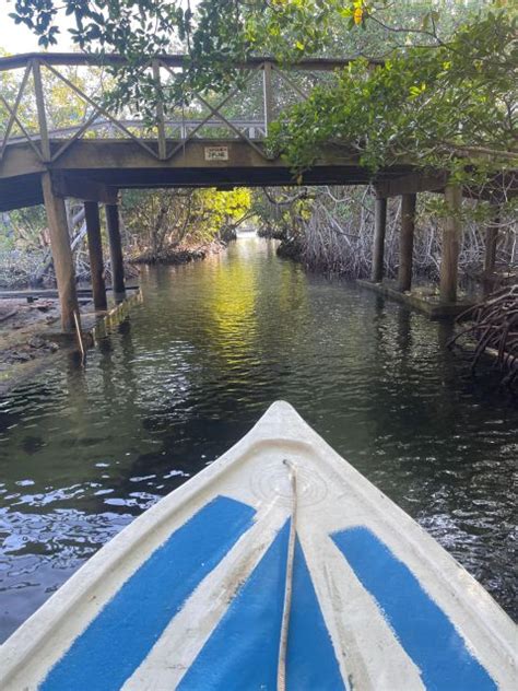 Excursión a los Manglares de Roatán Perezosos GetYourGuide