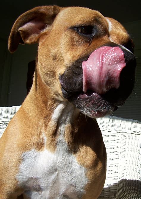 Amichien Bonding Method | Welcome To Your Pet Space!