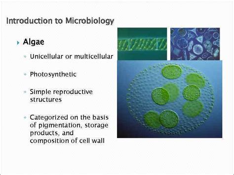 Microbiology For The Health Sciences An Introduction To