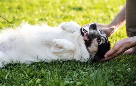 Hunde Streicheln Das Ist Der Gr Te Fehler Den Du Machen Kannst