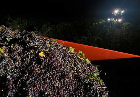 Produzione mondiale di vino calerà a minimi di ultimi 60 anni Da Reuters