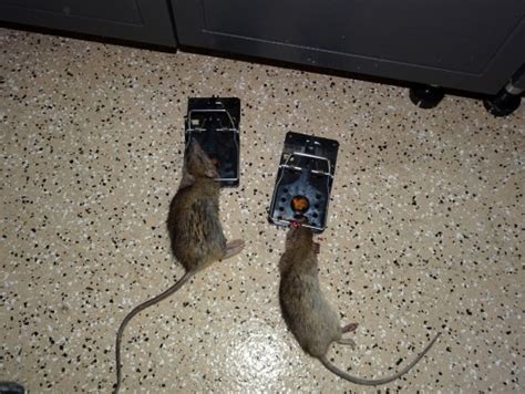 Glue traps for mice – Humane Wildlife Removal