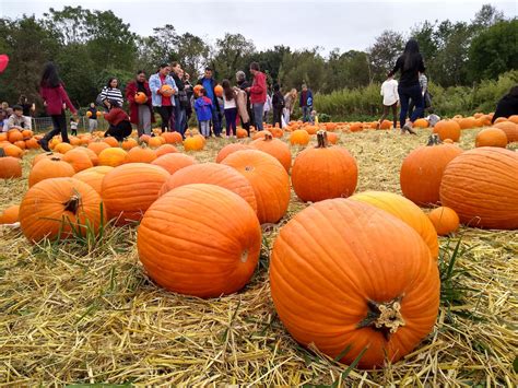 Queens Farm Pumpkin Patch Queens County Farm Museum