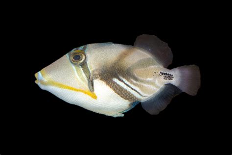 Shop Picasso Triggerfish Reeftopia Australia S Source For Premium