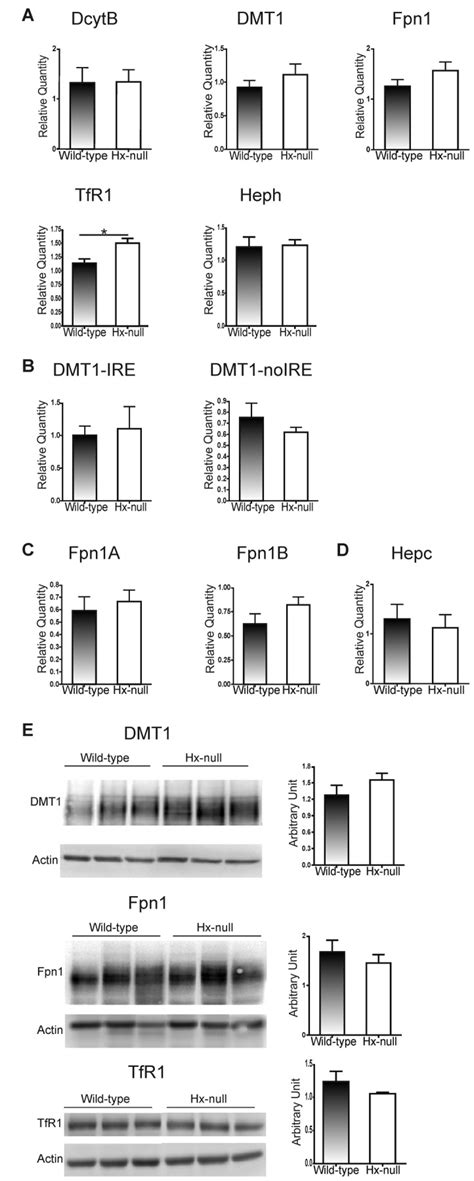 A QRT PCR Analysis Of DcytB DMT1 Fpn1 TfR1 And Heph Expression In