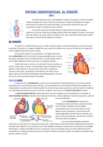 sistema cardiovascularpdf
