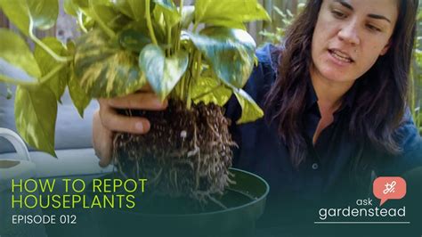 How To Repot Houseplants Ask Gardenstead 012 Youtube