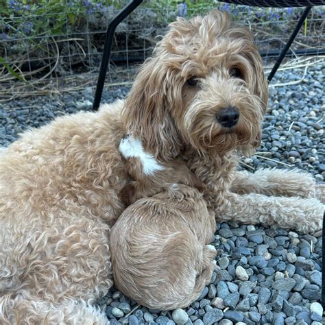 Petite Goldendoodle Summer — High Desert Goldendoodles & Bernedoodles