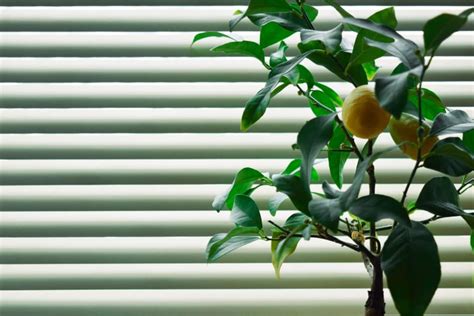 Indoor Lemon Tree Care » Top Tips on the Basics